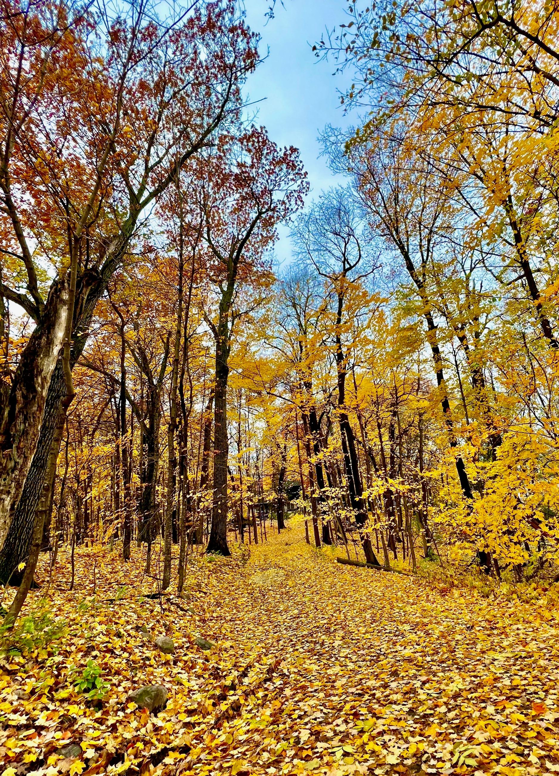 trees with yellow leaves surrounding a path will yellow leaves that have fallen